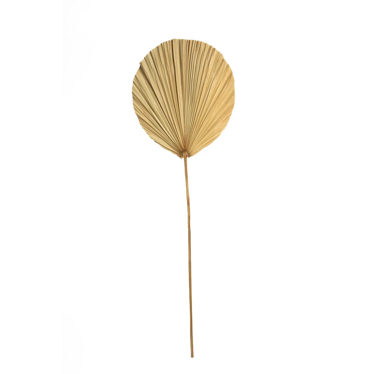 Feuilles décoratives en rotin naturel – H120 cm