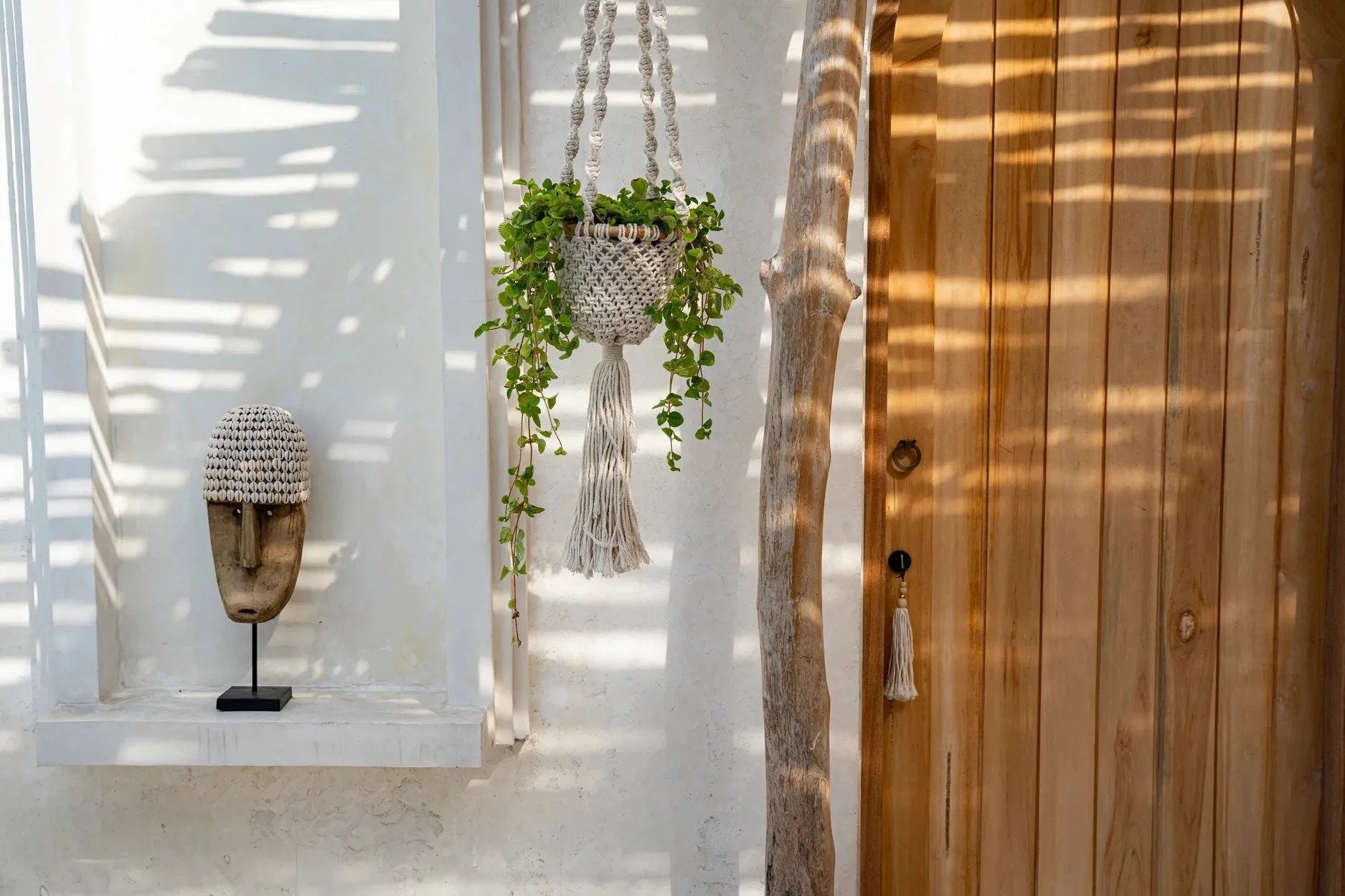 Vase en bois et coquillages avec plante verte suspendue pour décoration intérieure
