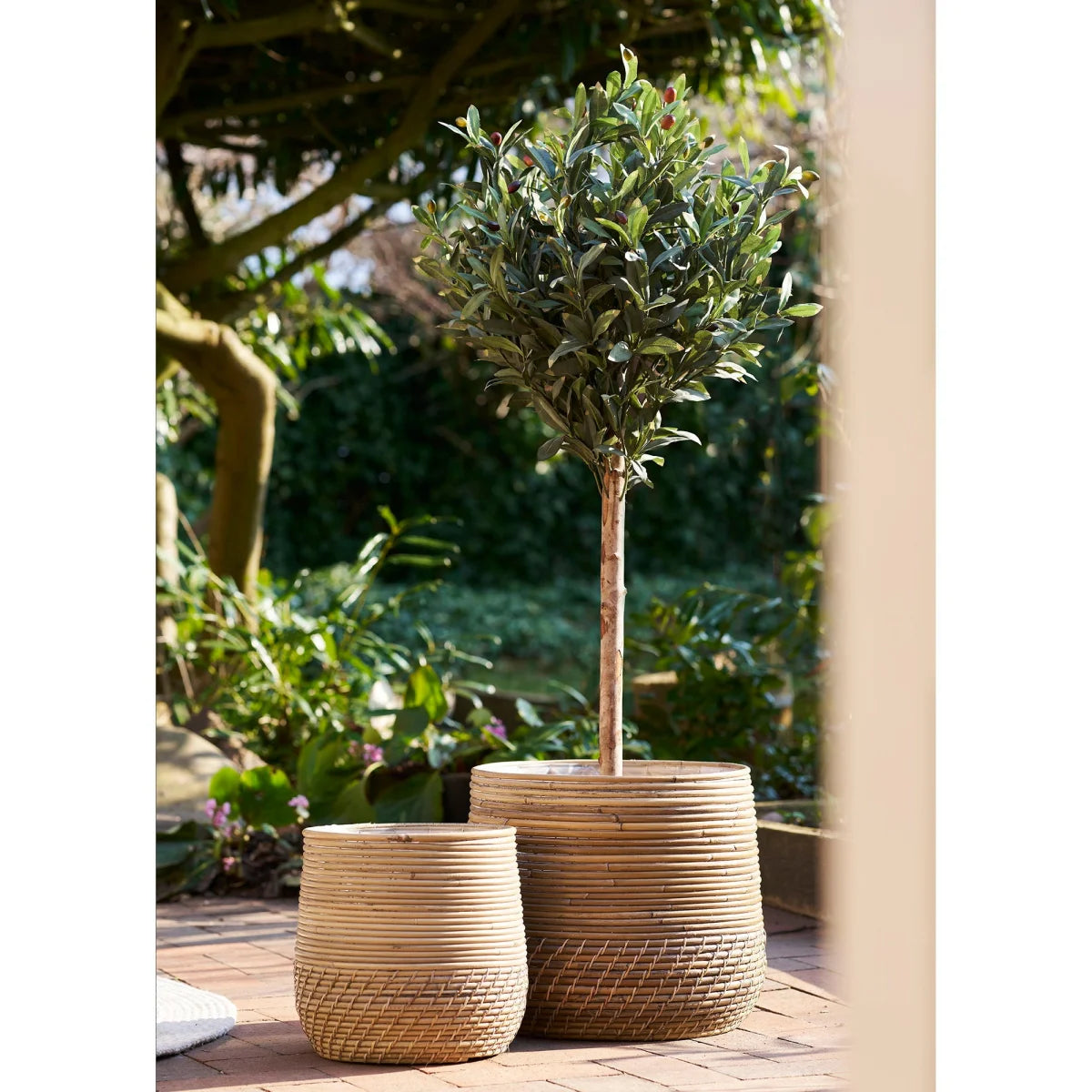 Arbre olive élancé en panier rotin kubu naturel 35 cm, lot de 2
