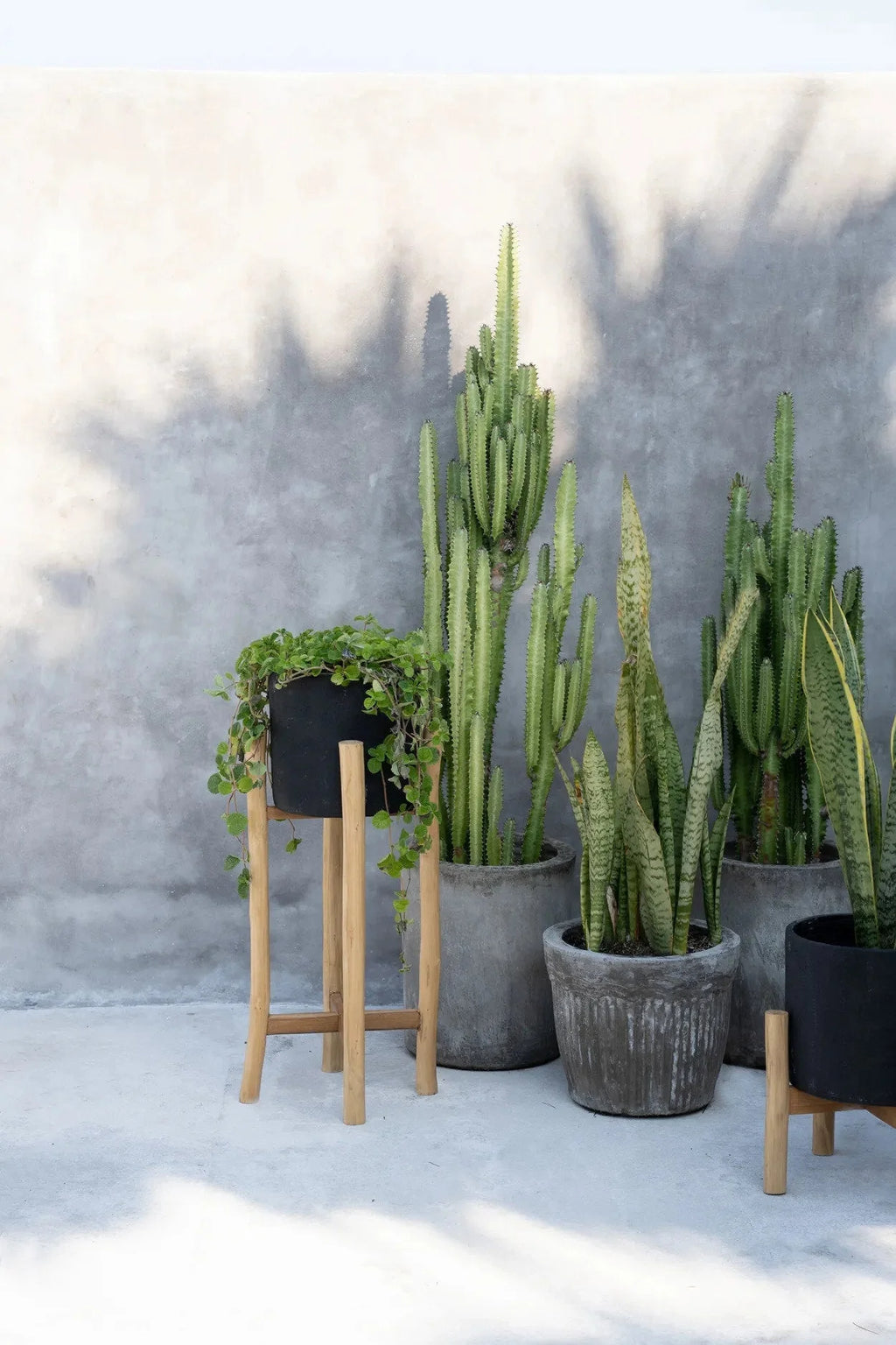 Collection de cactus et succulentes en pots, porte-plante en bois naturel H68 cm