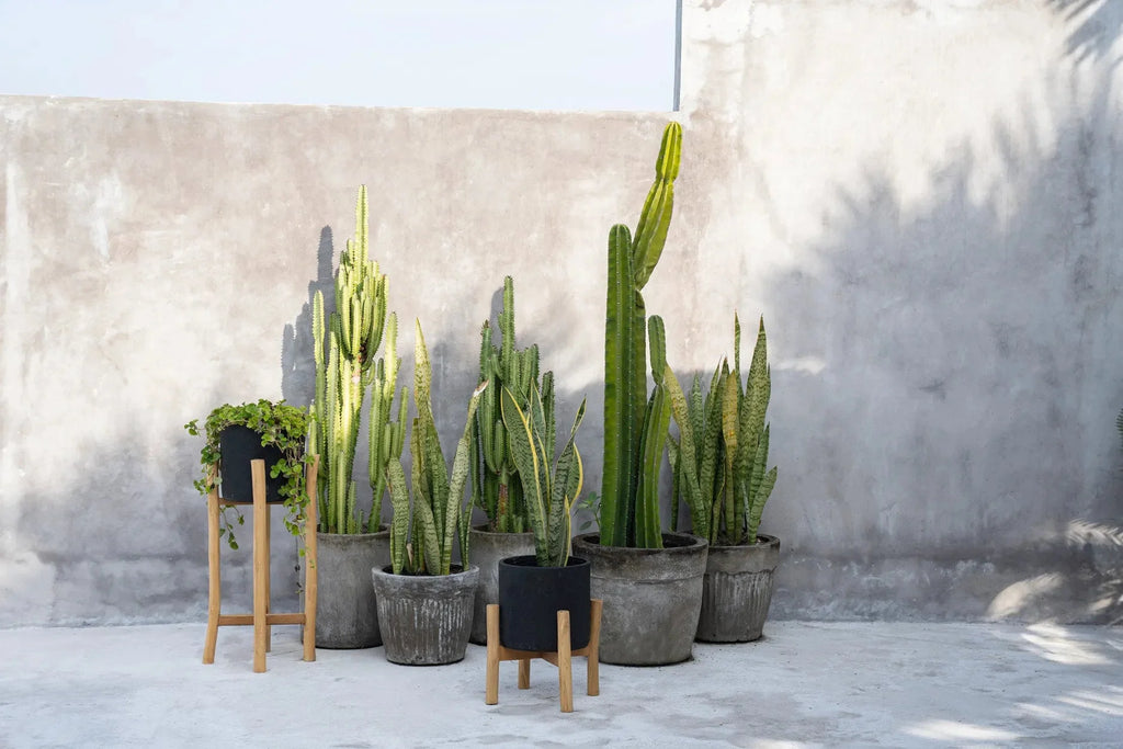 Collection de cactus et plantes serpent en pot en terre cuite et porte-plante en bois naturel