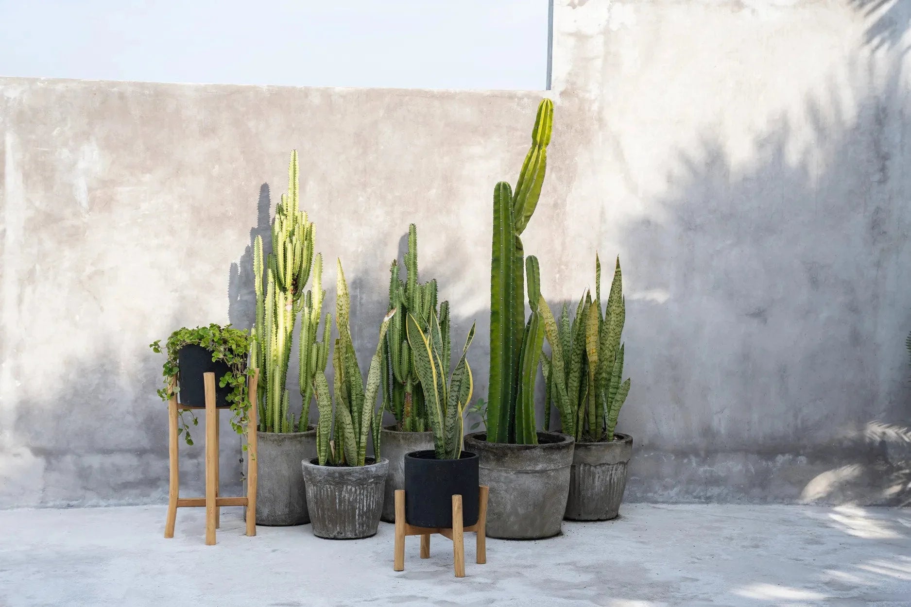 Collection de cactus et plantes serpent en pot en terre cuite et porte-plante en bois naturel