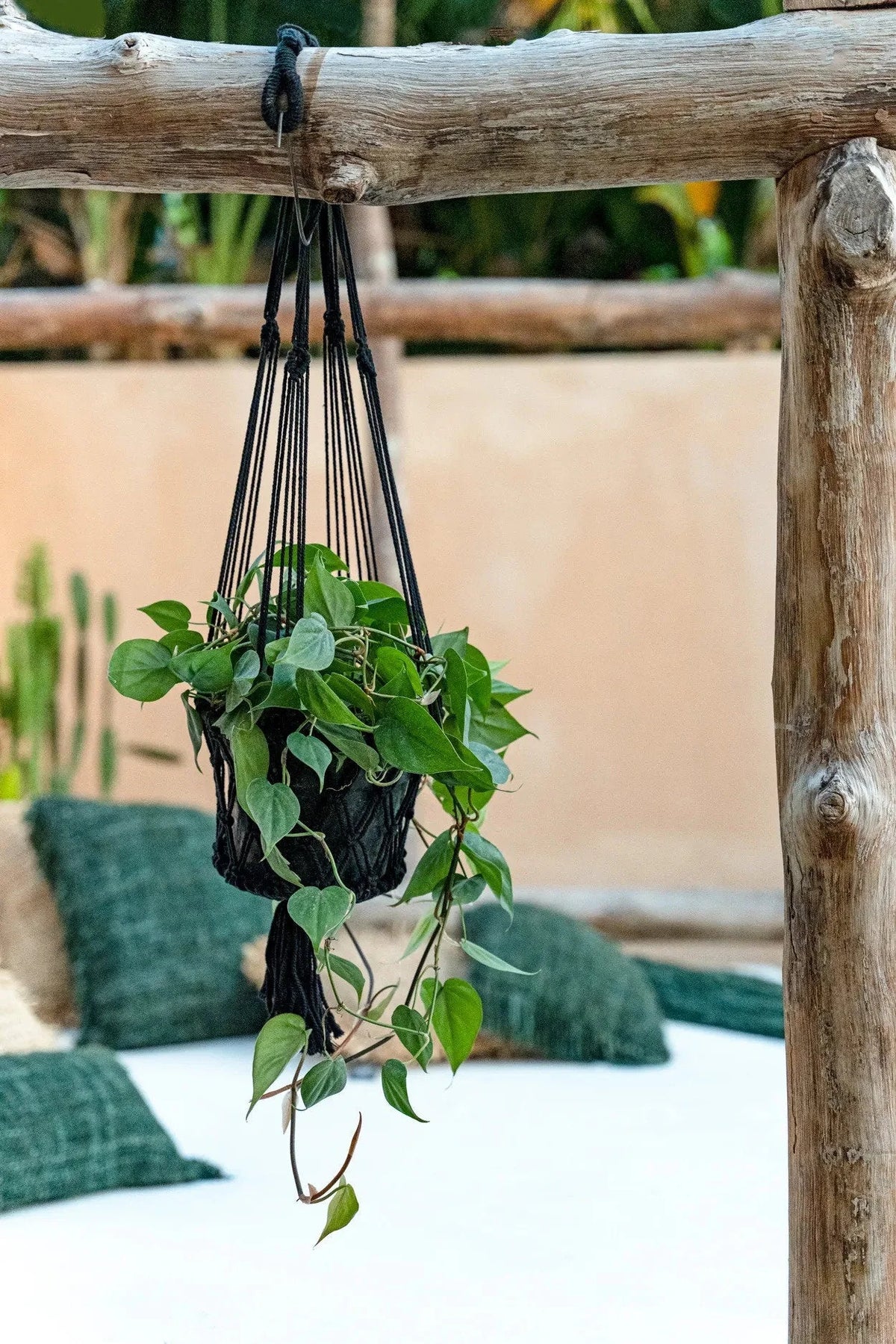 Plante verte luxuriante dans un macramé noir suspendu en coton cylindrique H100 cm