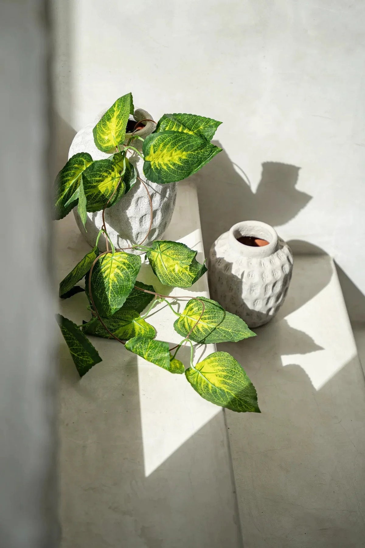 Feuilles vertes et jaunes variegées de pothos dans un pot blanc texturé, vase en terre cuite gris béton