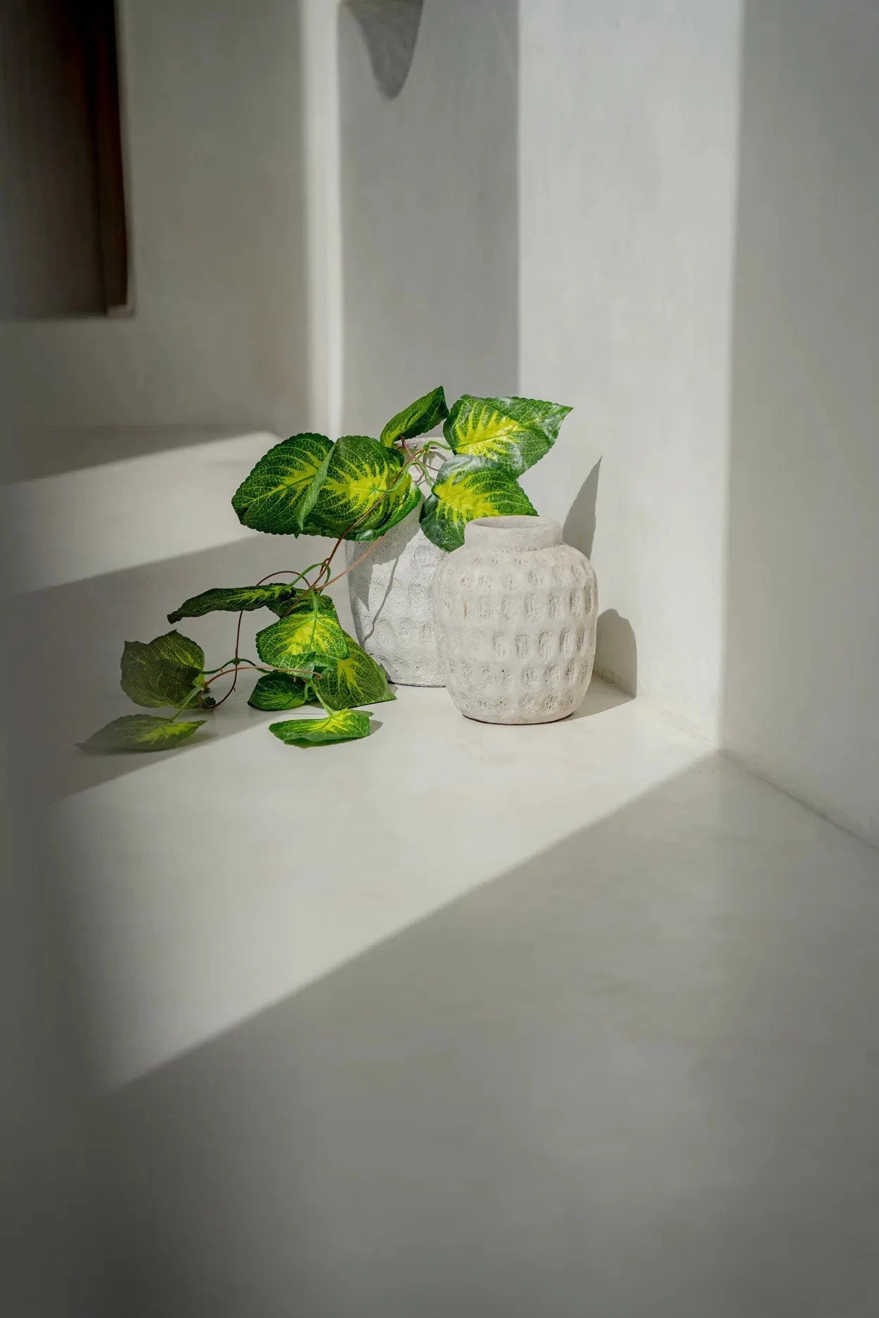 Vases cylindriques en terre cuite gris béton avec plantes vertes luxuriantes